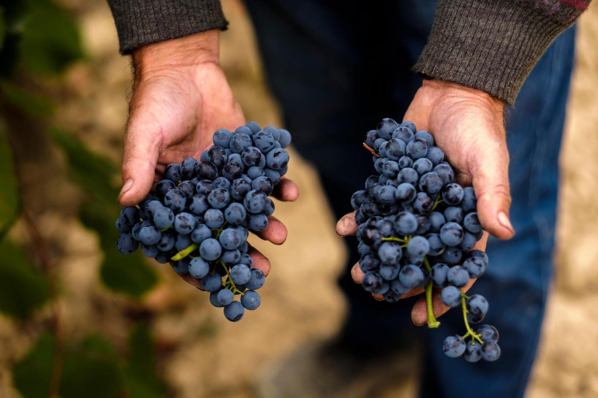 Апартаменти Enoturismo Celler Pinol Batea Екстер'єр фото