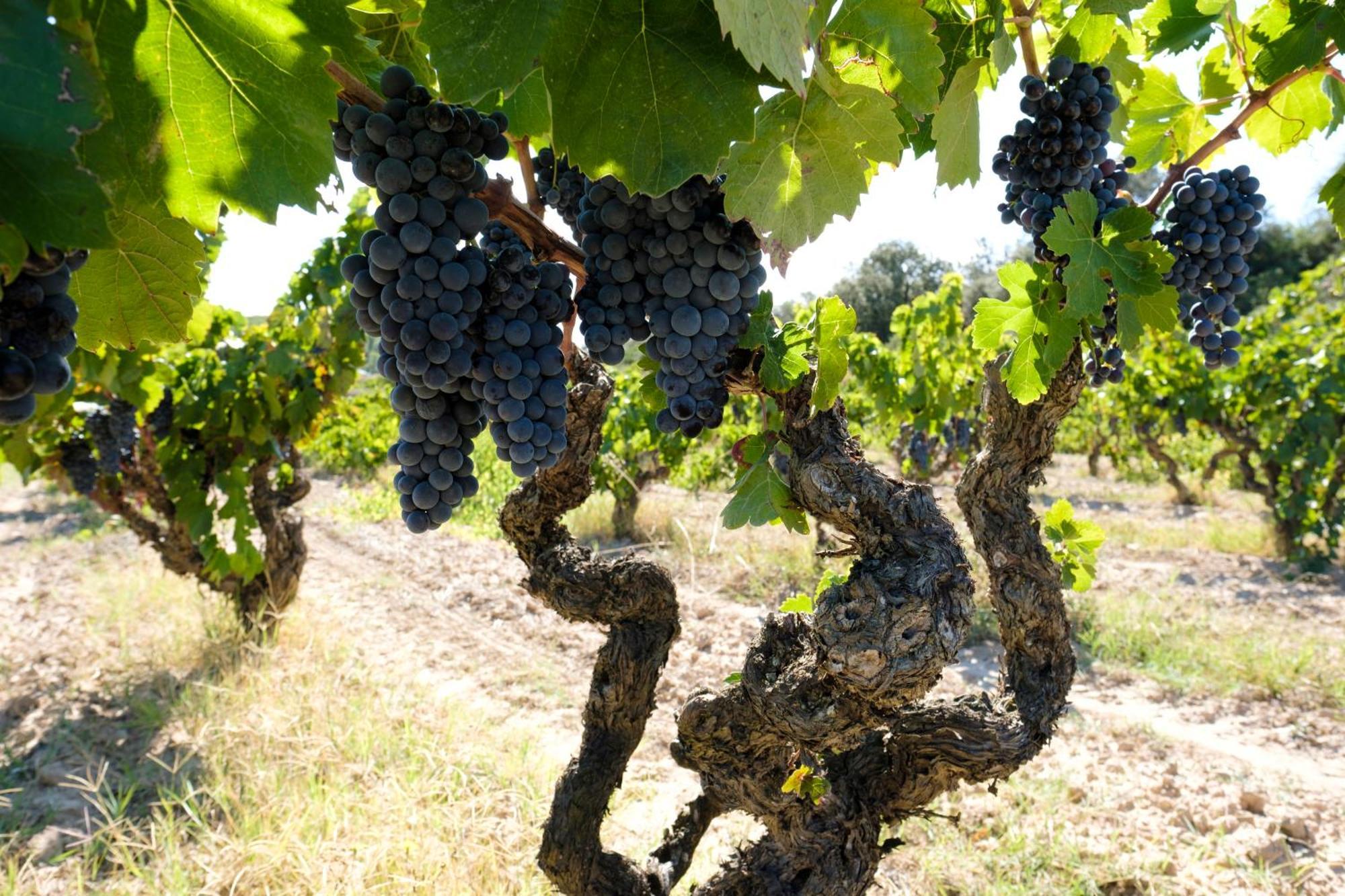Апартаменти Enoturismo Celler Pinol Batea Екстер'єр фото