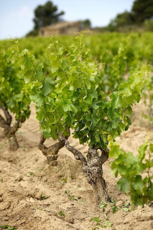 Апартаменти Enoturismo Celler Pinol Batea Екстер'єр фото